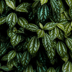 Full frame shot of fresh green leaves