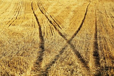 Full frame shot of corn field