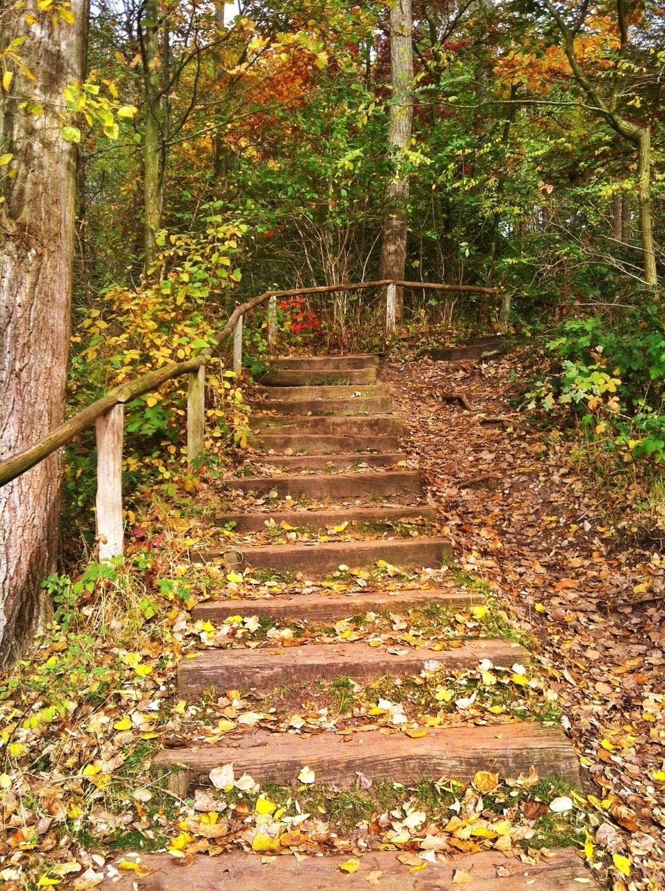 tree, the way forward, forest, tranquility, growth, steps, nature, tranquil scene, footbridge, plant, railing, diminishing perspective, beauty in nature, wood - material, narrow, pathway, walkway, green color, leaf, footpath