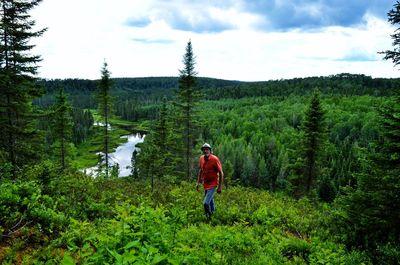 Rear view of man looking at forest against sky