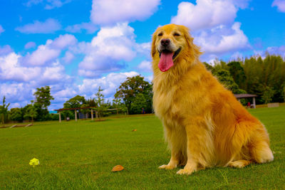 Brown dog on field