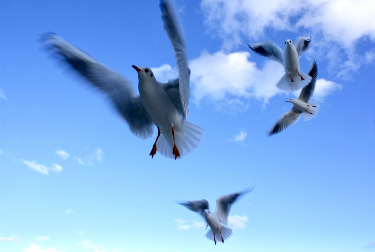 flying, bird, animal themes, animal, animal wildlife, wildlife, spread wings, sky, group of animals, mid-air, gull, cloud, motion, seabird, nature, blue, animal body part, no people, low angle view, seagull, day, wing, animal wing, outdoors, on the move, animal migration, bird migration