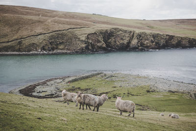 Cows grazing on field by river against sky