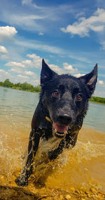 Portrait of a dog