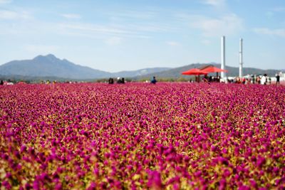 Pink flowering plants on field against sky