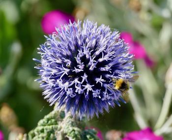 Close-up of bee on purple flower