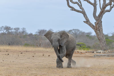 Elephant in a field