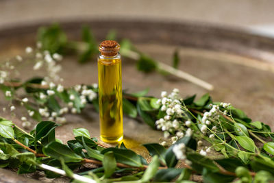 Close-up of glass jar of olive oil