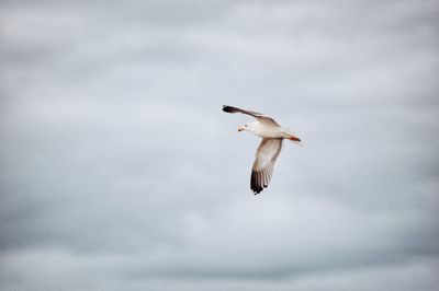 Low angle view of seagull flying