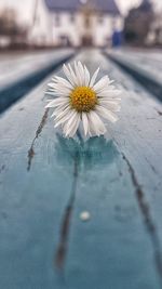 Close-up of flower against blurred background