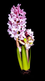 Close-up of purple flower in vase against black background