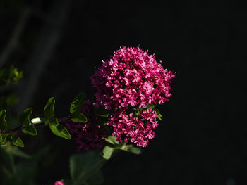 Wild red flower 