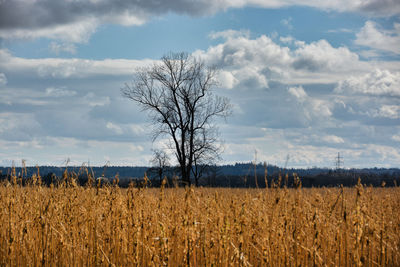 Scenic view of field against sky