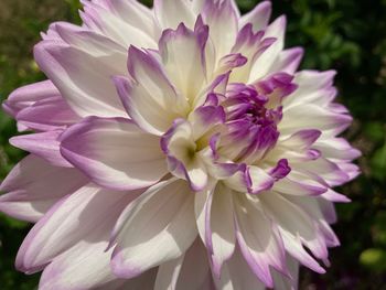 Close-up of pink dahlia