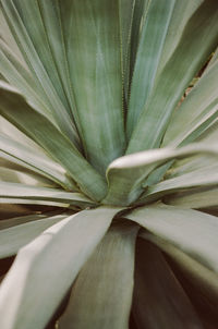 Full frame shot of flowering plant
