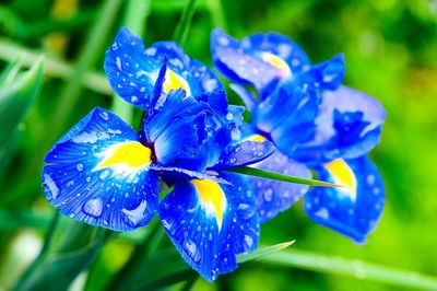 Close-up of purple flowers blooming