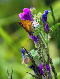 Close-up of butterfly pollinating on purple flower