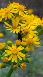 Close-up of honey bee on yellow flowers