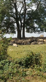 View of a tree in field