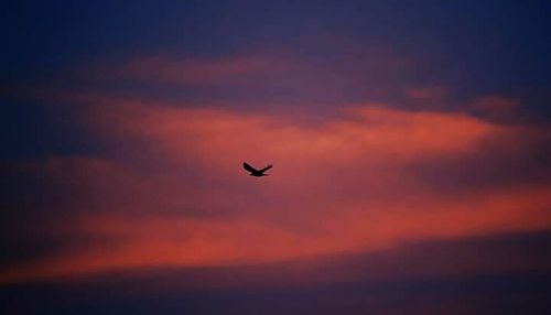 Low angle view of bird flying in sky