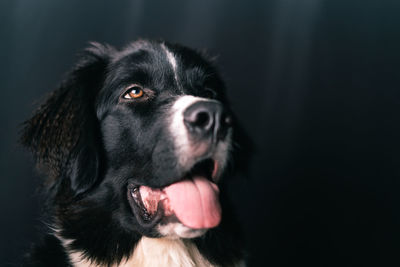 Close-up of dog looking away