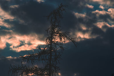Low angle view of silhouette tree against sky at sunset
