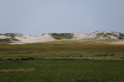 Scenic view of grassy field