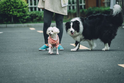 Low section of woman by dogs on street