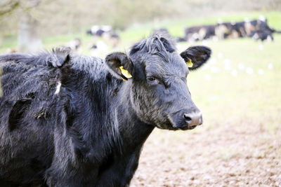 Cow standing in a field