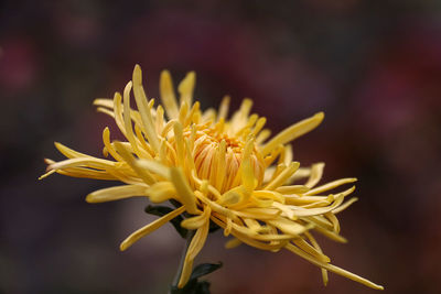 Close-up of yellow flower