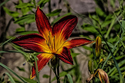 Close-up of flowers