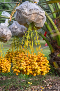 Vegetables for sale