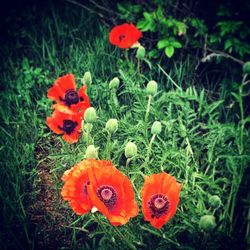 Close-up of red poppy blooming in field