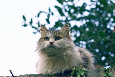 Close-up portrait of cat