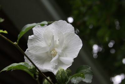 Close-up of white flowering plant