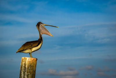 Bird perching on wooden post