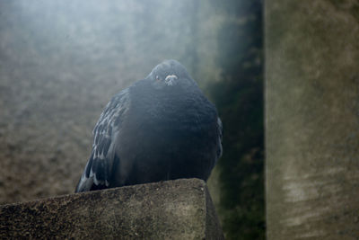 Close-up of bird perching on a wall