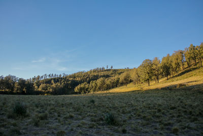 Trees on landscape against sky