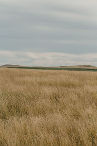 Scenic view of crop field against sky