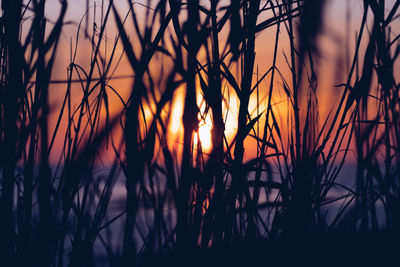 Close-up of silhouette plants against sunset sky