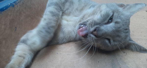 High angle view of cat resting