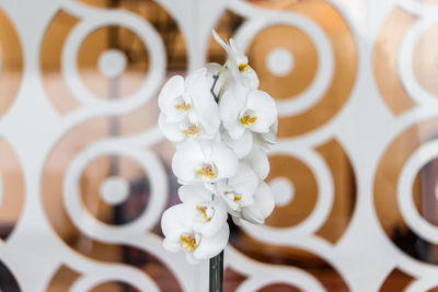 Close-up of white flowers