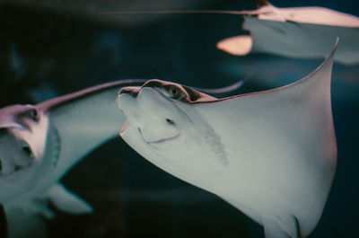 Close-up of fish swimming in sea