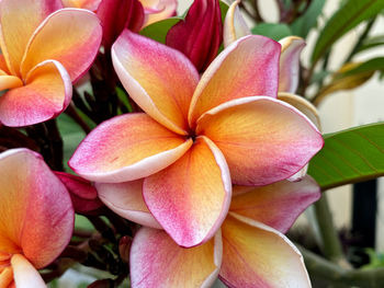 Close-up of pink flowers