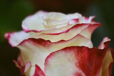 Close-up of pink rose