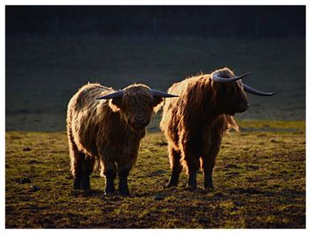 Cows standing on field