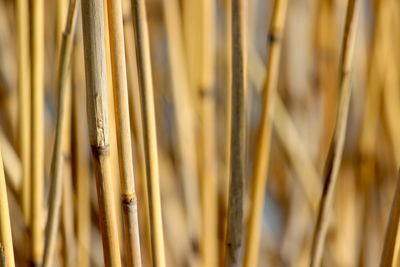 Full frame shot of bamboo 