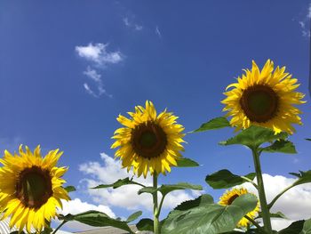 Low angle view of sunflower against blue sky