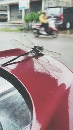 Close-up of insect on road