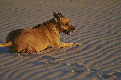 Dog relaxing on sand